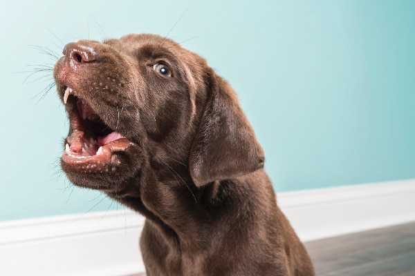 Is Your Dog Barking At Night What To Know And What To Do,Blue Gray House Paint Colors