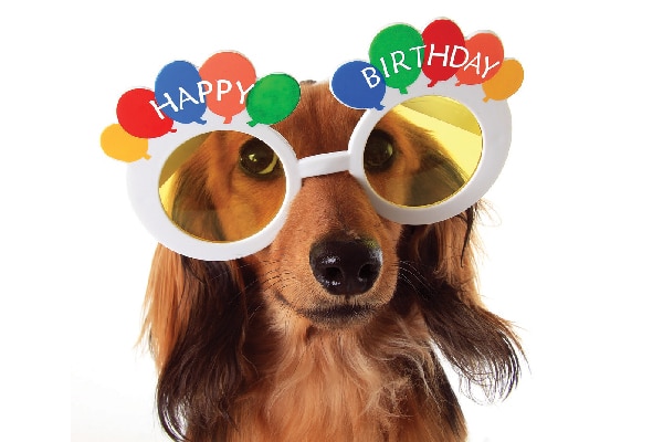 A small dog with happy birthday glasses on. 