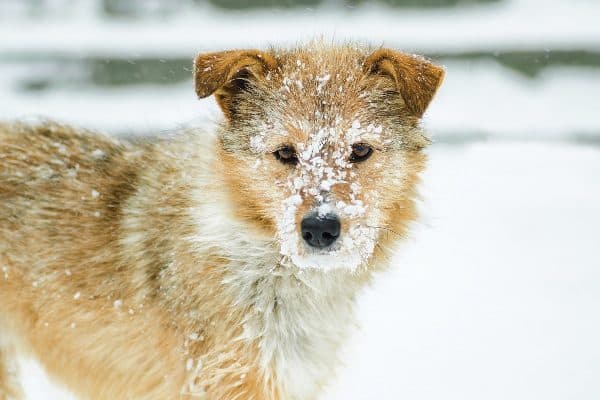 A wintry dog with snow on his face.