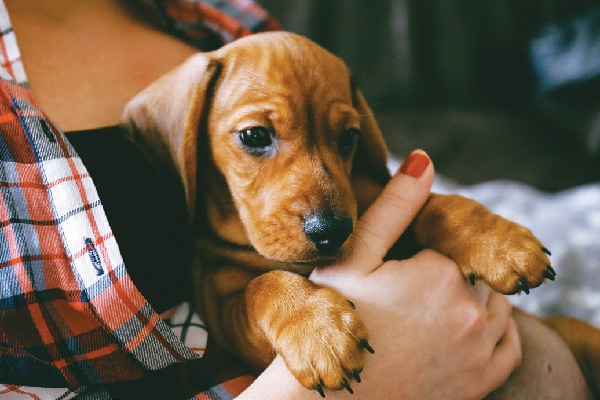 A woman in flannel, holding a puppy.
