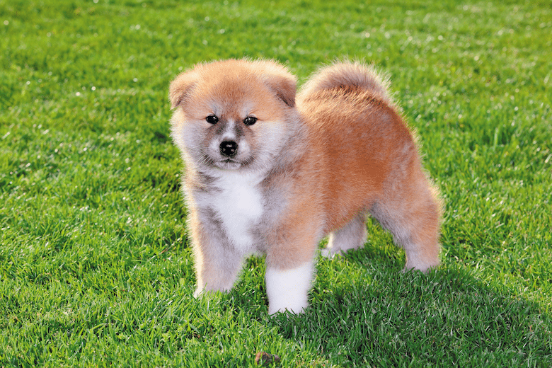 japanese akita guard dog