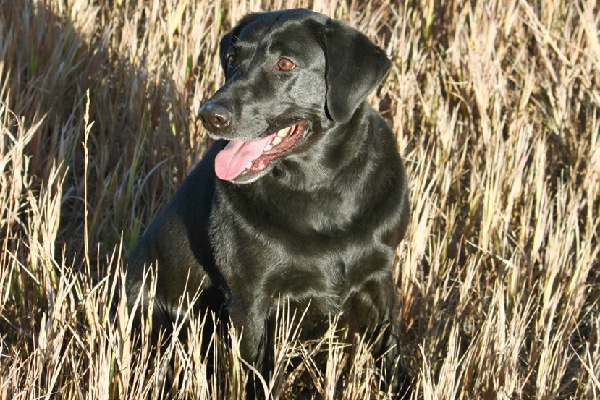 Black Labrador, Caeli.