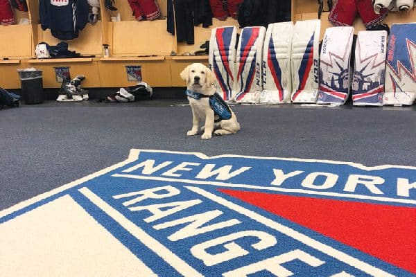 Rangers Dog.
