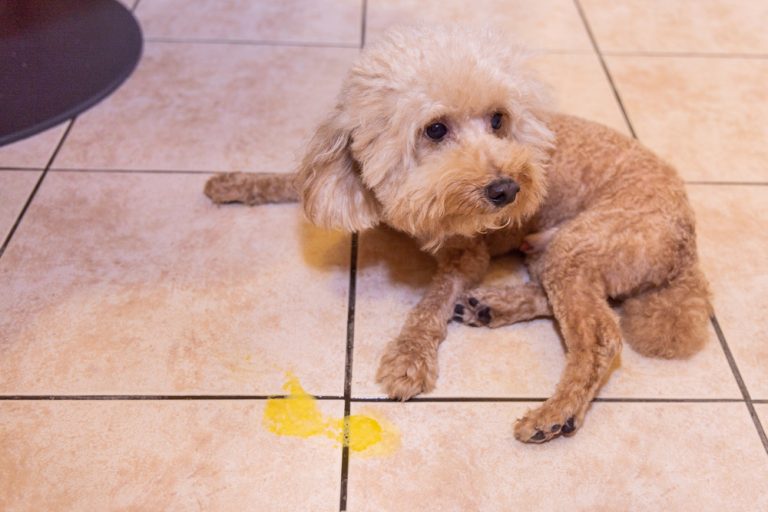 Why Do Dogs Eat Their Vomit 4 Vet Reviewed Reasons What To Do Dogster Why do dogs eat their vomit 4 vet reviewed reasons what to do dogster