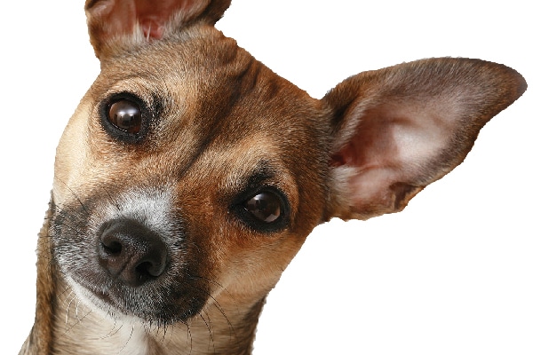 Peanut dog urban dictionary deals