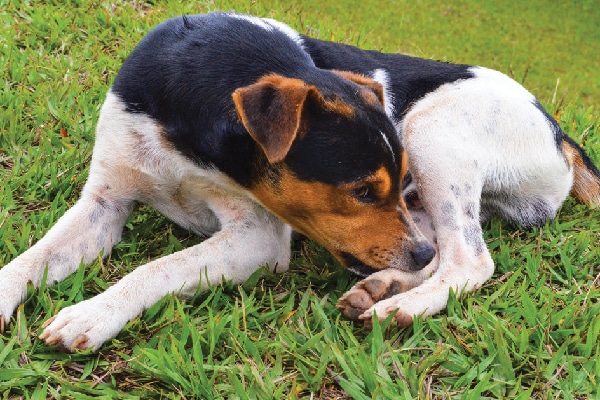 A dog on the grass chewing his feet and paws.