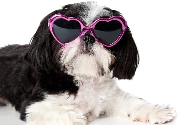A dog with heart-shaped sunglasses on.