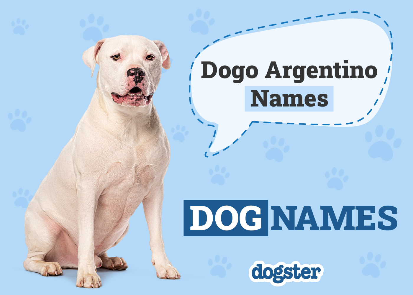 Dogster_Dogo Argentino Names