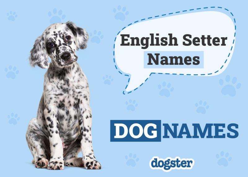 Dogster_English Setter Names