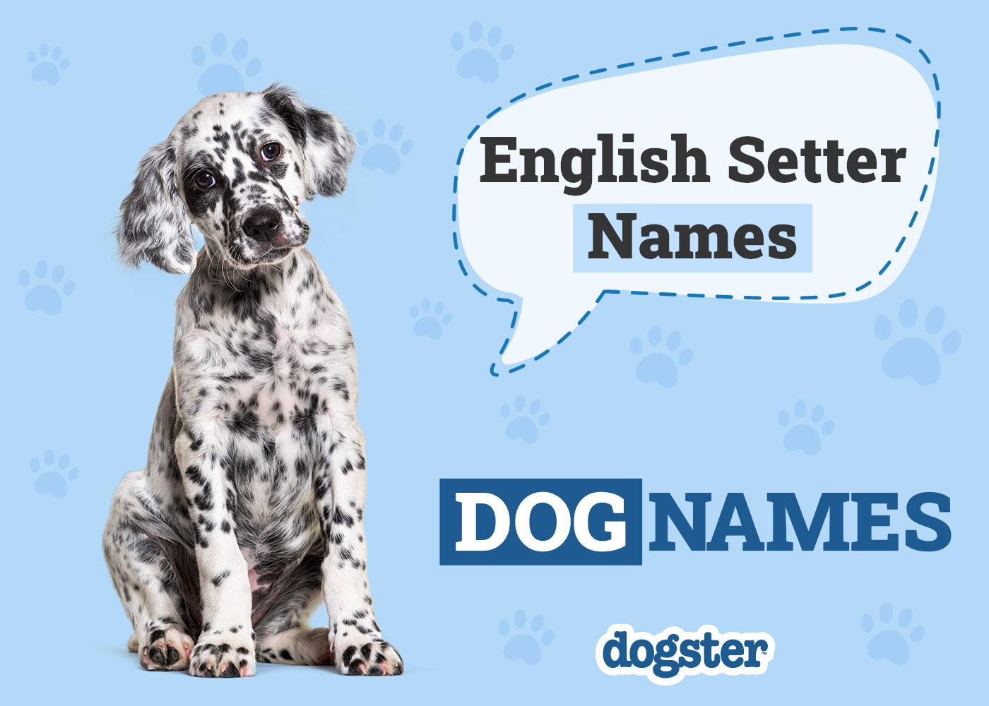 Dogster_English Setter Names