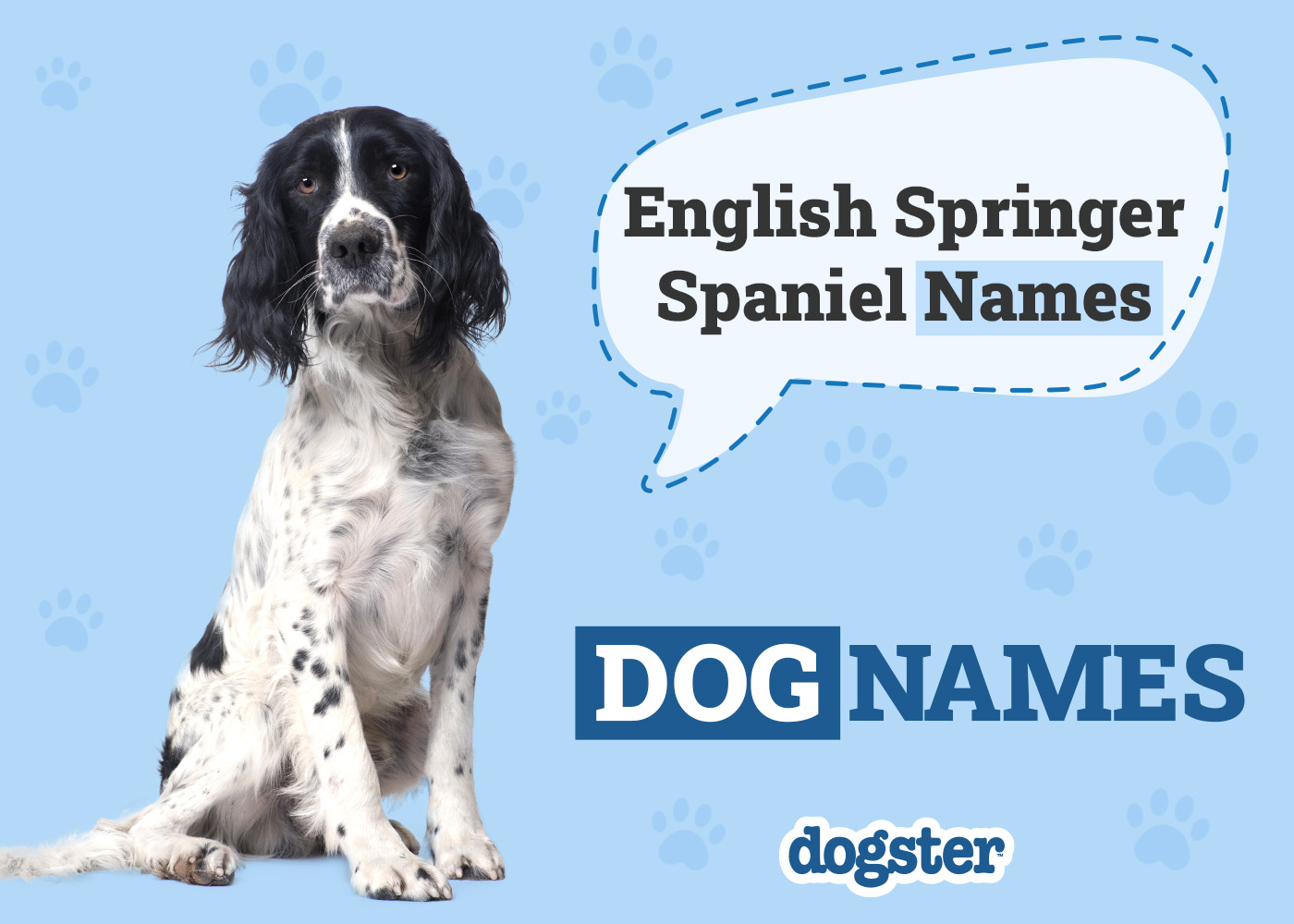 Dogster_English Springer Spaniel Names