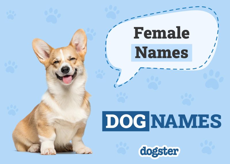 Dogster_Female Names