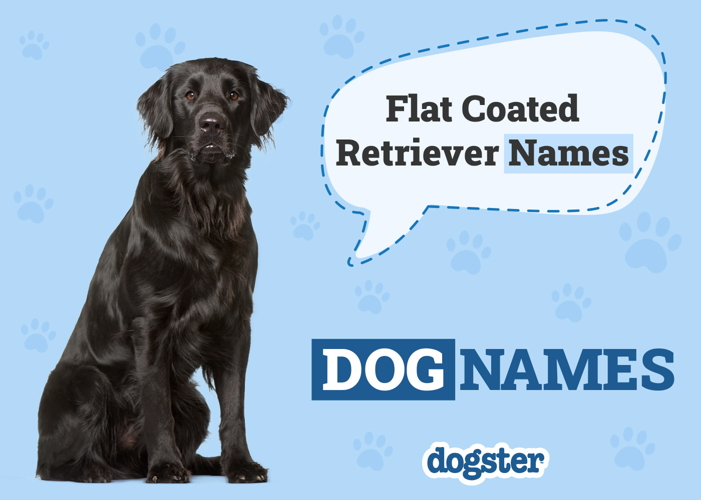 Dogster_Flat Coated Retriever Names