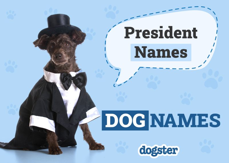 Dogster_President Names