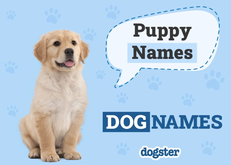 Dogster_Puppy Names