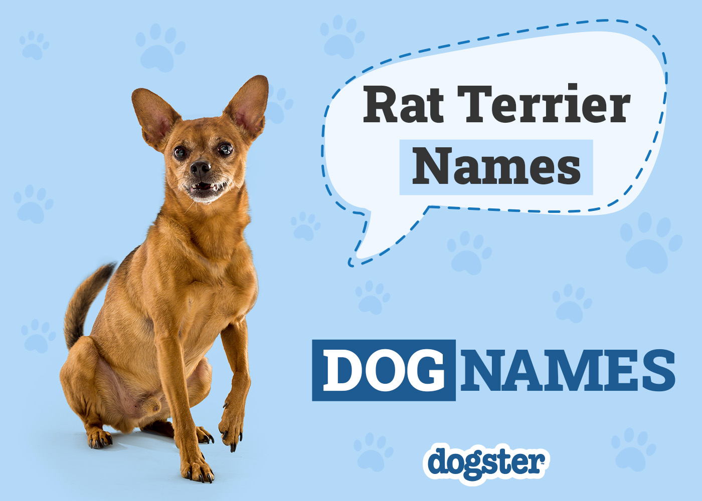 Dogster_Rat Terrier Names