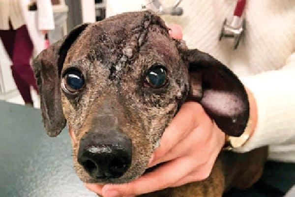 Patches with a large multilobular osteochondrosarcoma tumor.