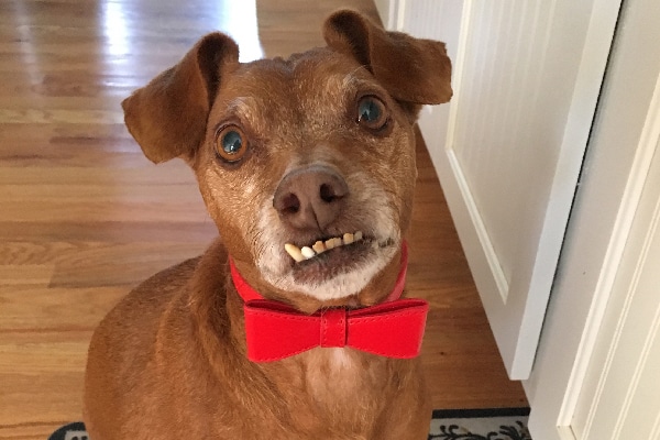 dental products for dogs
