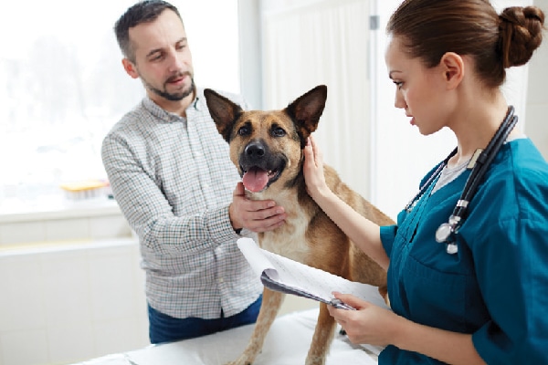 A dog at a vet check with his human.
