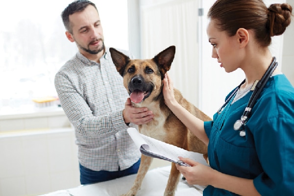 A dog at a vet check with his human