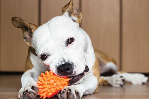 A dog chewing on a toy.