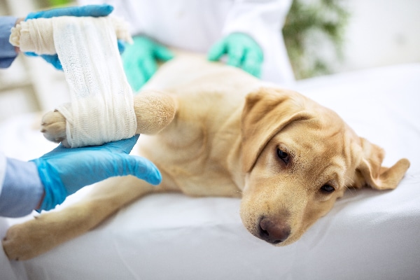 A dog getting his paw bandaged.