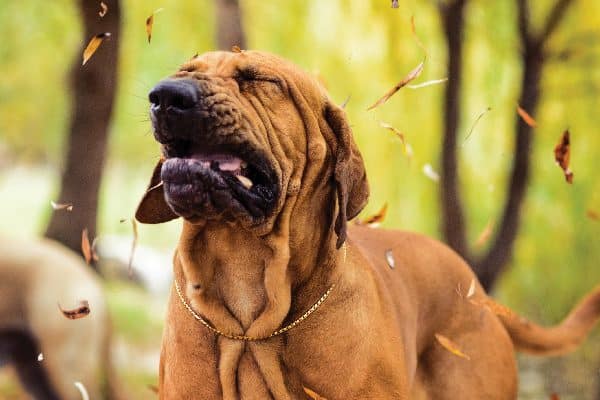 A dog sneezing with leaves flying around.