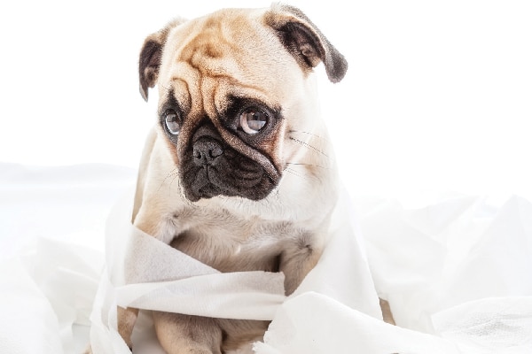 A sad or embarrassed dog surrounded by toilet paper.