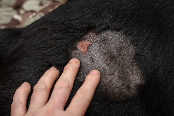 Abscess in adult female Rottweiler