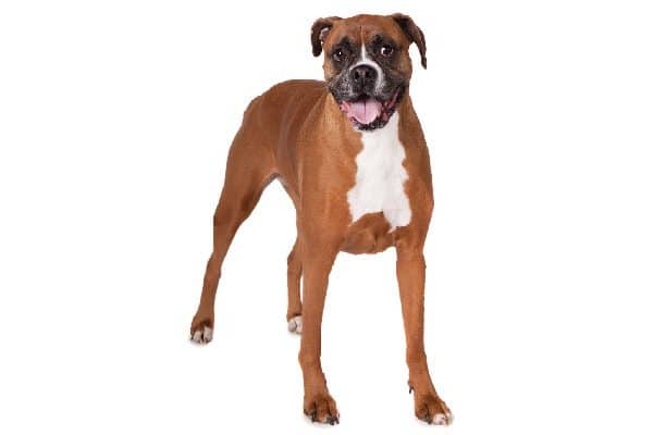 A Boxer, full-length body.