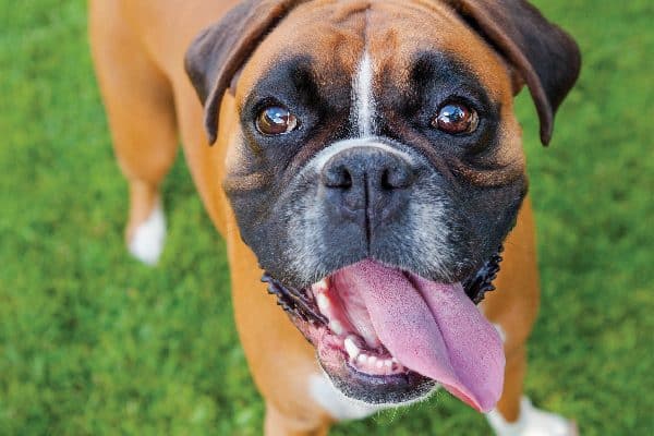 Close up of a Boxer with his tongue out.