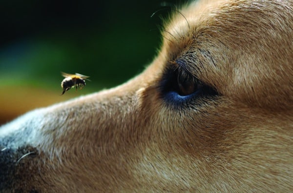Dog and Bee