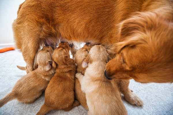 Multiple puppies nursing on one mother dog.