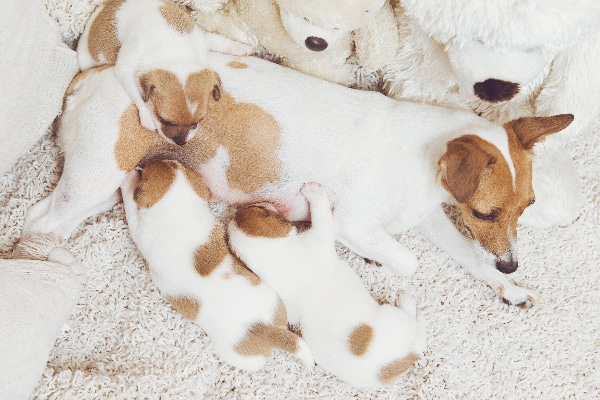 Puppies nursing from a mother dog.