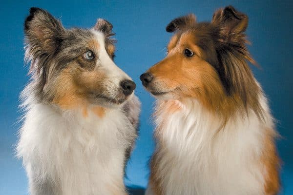 Two dogs looking at each other, confused.