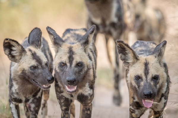 Wild African dogs.