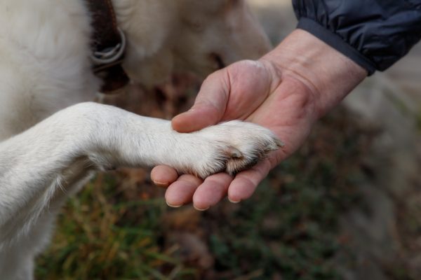 dog giving paw to a man