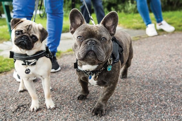 A Pug and a French Bulldog out for a walk.