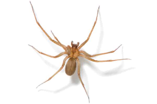 Brown recluse spider. 