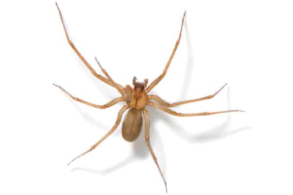 Brown recluse spider.