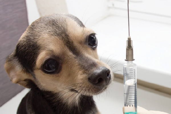 Close up of a dog next to a vaccine or shot.