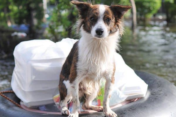 Dogs and Natural Disasters