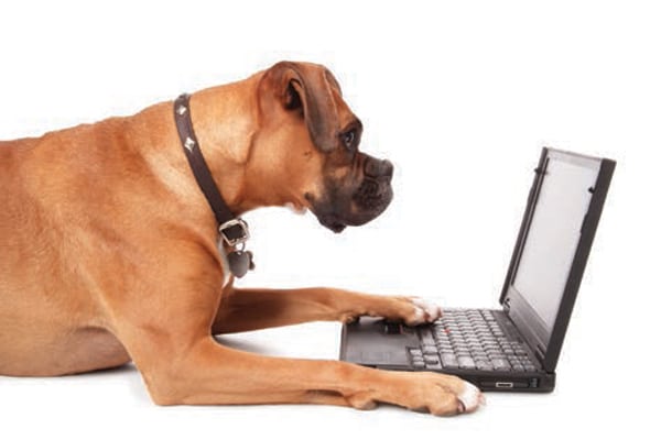 Dog and laptop