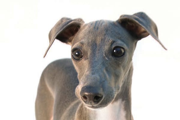 close up greyhound dog