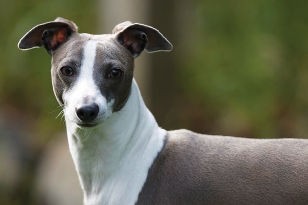 large italian greyhound