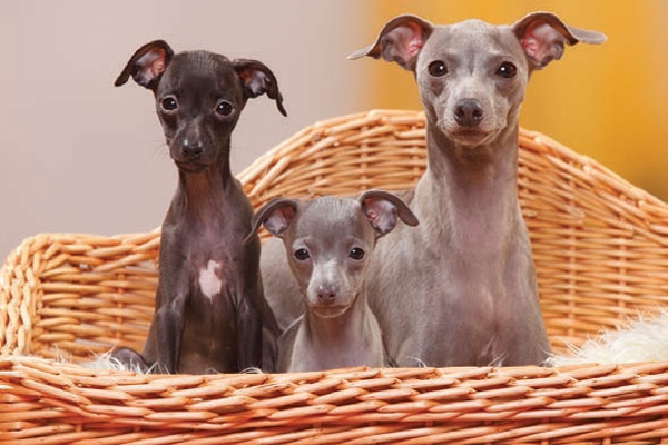 [Image: DSTR-1906-Italian-Greyhound2.jpg]