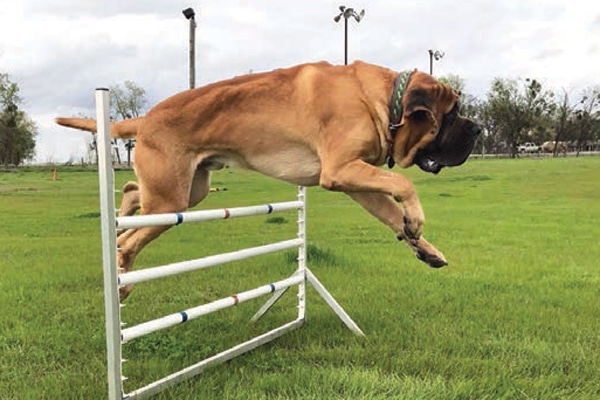 Mastiff jumping over hurdle