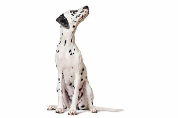 Dalmation