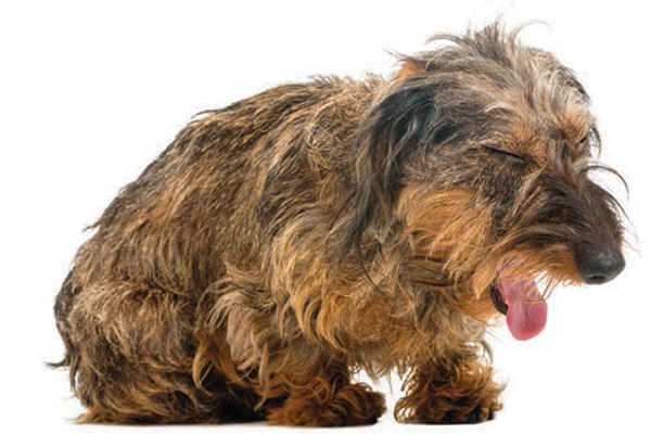 Dog Coughing After Eating? Here's What 