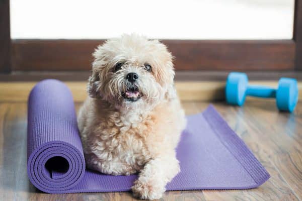 Dog Fitness App
